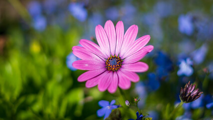 Obraz premium purple flower in a garden