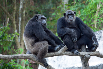 Common Chimpanzee sitting next in the Nature.