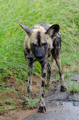 Lycaon, Lycaon pictus, Afrique du Sud