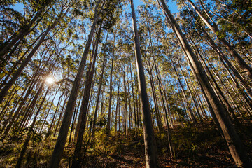 Bodalla Park and Lake Mummuga in Australia