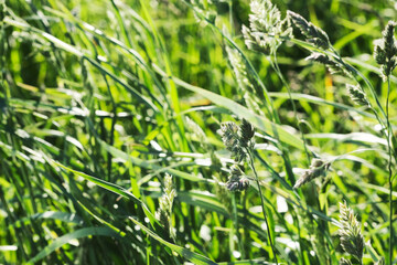 Natural background for design. Macro and closeups texture of flowers, grass, stones, herbs, plants. Ecological teams and patterns