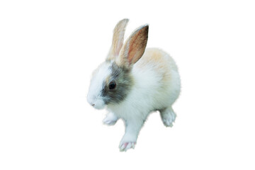 rabbit isolate beautiful easter bunny