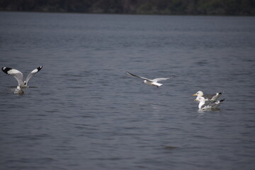 Seagull flying just over water surface