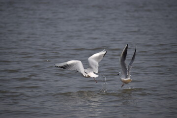 seagulls taking off  from water