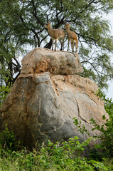 Fototapeta na wymiar Oréotrague, klipspringer, Oreotragus oreotragus, Afrique du Sud