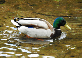 ptak kaczka krzyzowka wraz z piskletami w nurcie rzeki biala w miescie bialystok na podlasiu w polsce © Jacek Sakowicz