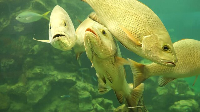 School of golden snapper fish in aquarium