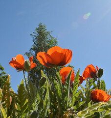 poppies in the sun