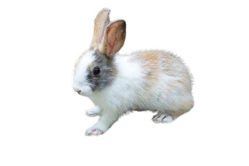 rabbit isolate beautiful easter bunny