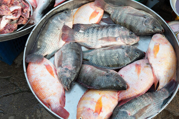 Fresh fish in the morning market