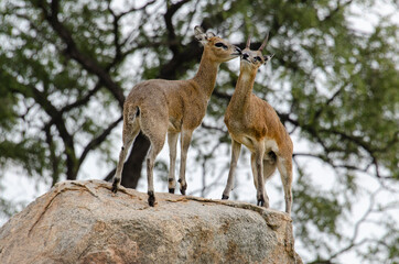 Naklejka premium Oréotrague, klipspringer, Oreotragus oreotragus, Afrique du Sud