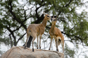 Naklejka premium Oréotrague, klipspringer, Oreotragus oreotragus, Afrique du Sud