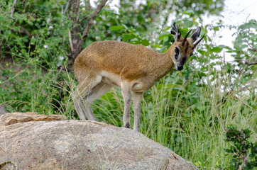 Oréotrague, klipspringer, Oreotragus oreotragus, Afrique du Sud