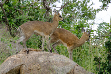 Oréotrague, klipspringer, Oreotragus oreotragus, Afrique du Sud