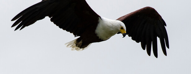 Pygargue vocifère,.Haliaeetus vocifer , African Fish Eagle, Parc national Kruger, Afrique du Sud