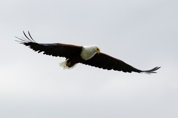 Pygargue vocifère,.Haliaeetus vocifer , African Fish Eagle, Parc national Kruger, Afrique du Sud