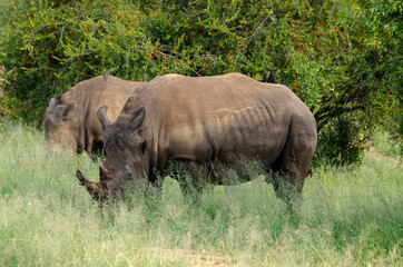 Obraz premium Rhinocéros blanc, white rhino, Ceratotherium simum, Parc national Kruger, Afrique du Sud