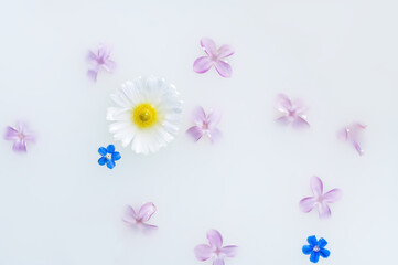 Delicate flowers and leaves in milk white background.