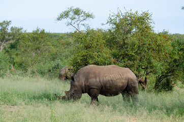 Naklejka premium Rhinocéros blanc, white rhino, Ceratotherium simum, Parc national Kruger, Afrique du Sud