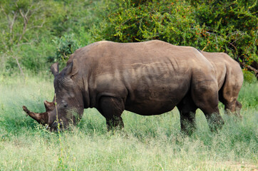 Fototapeta premium Rhinocéros blanc, white rhino, Ceratotherium simum, Parc national Kruger, Afrique du Sud