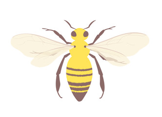 Honey bee symbol of beekeeping and apiaries. Isolated insect illustration