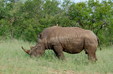 Fototapeta premium Rhinocéros blanc, white rhino, Ceratotherium simum, Parc national Kruger, Afrique du Sud