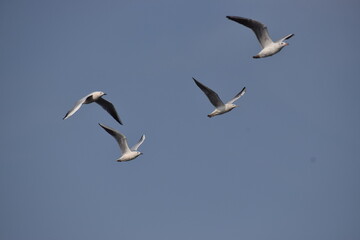 seagulls in flight