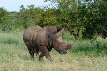 Fototapeta premium Rhinocéros blanc, white rhino, Ceratotherium simum, Parc national Kruger, Afrique du Sud