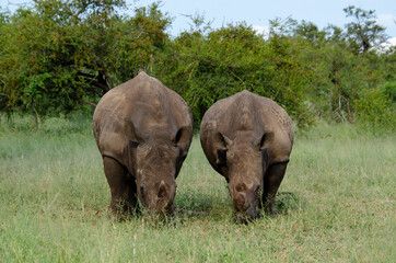 Naklejka na ściany i meble Rhinocéros blanc, white rhino, Ceratotherium simum, Parc national Kruger, Afrique du Sud