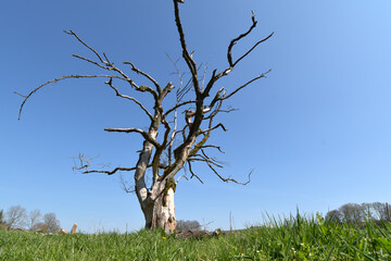 Abgestorbener Baum