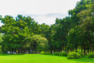 Green meadow with tree in city public park after rainy