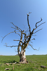 Abgestorbener Baum