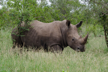 Fototapeta na wymiar Rhinocéros blanc, white rhino, Ceratotherium simum, Parc national Kruger, Afrique du Sud