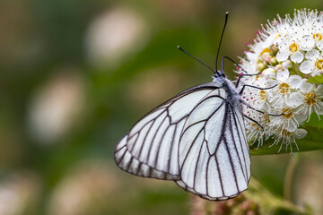 A white butterfly with black stripes sits on a white flower on a sunny summer day. Close-up photos of nature in natural light. Insect pests in agriculture.