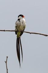 Veuve dominicaine, mâle,.Vidua macroura, Pin tailed Whydah, Afrique du Sud