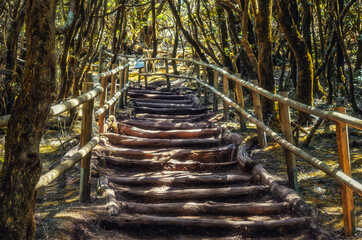 Stairway in National Park Garajonay, La Gomera, Canary Islands, Spain. The trail in the National park  - 354938279