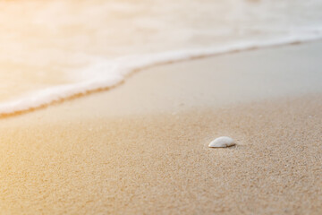 Close up seashells on the beach nature style background or noise and soft focus or blur with Bokeh and lens flare.