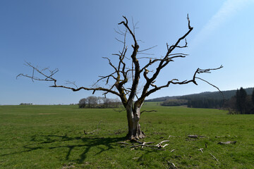 Abgestorbener Baum