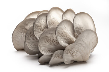 Close up of Grey Oyster Mushrooms, Pleurotus ostreatus, on a white background