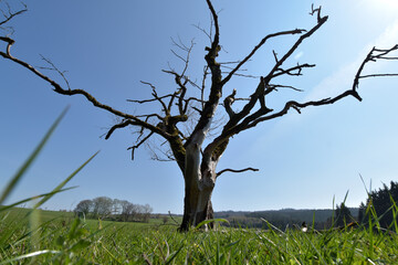Abgestorbener Baum