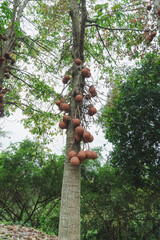 Fototapeta premium Cannon ball tree, Couroupita guianensis, Big cannonball fruits (Couroupita guianensis) on tree in garden.