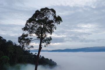Morning mist on the mountain. The sea mist'sTalay Mok Aiyoeweng The culmination of the most...