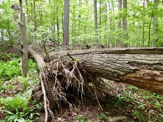 Fototapeta premium Uprooted Trees From a Storm