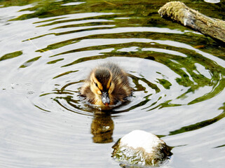 ptak kaczka krzyzowka wraz z piskletami w nurcie rzeki biala w miescie bialystok na podlasiu w polsce