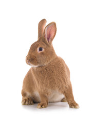 Orange bunny is isolated on a white background.