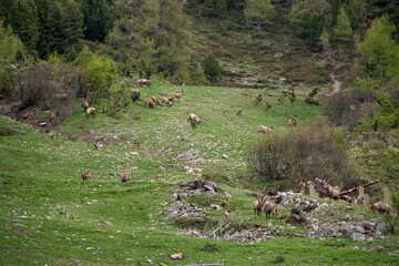 Steinbock-Herde an den Hängen bei Pontresina