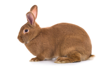 Obraz premium Orange bunny is isolated on a white background.