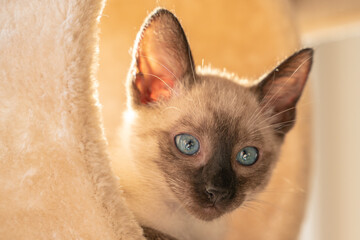 Siamese kitten sitting in fur tube and watches with wide eyes