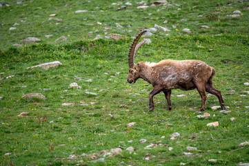 männlicher Alpensteinbock auf Wiese im Engadin