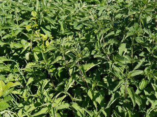 Urtica dioica -  Orties dioïques ou grandes orties sur tiges droites au feuillage urticant vert foncé